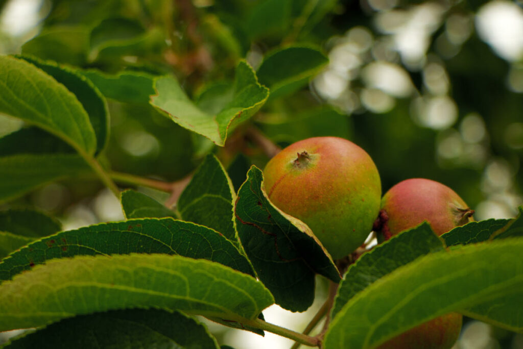 Äpfel im Prälatengarten im Stift Zwettl