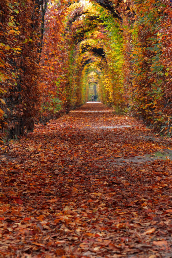 Fotospot Allee im Schlosspark Schönbrunn