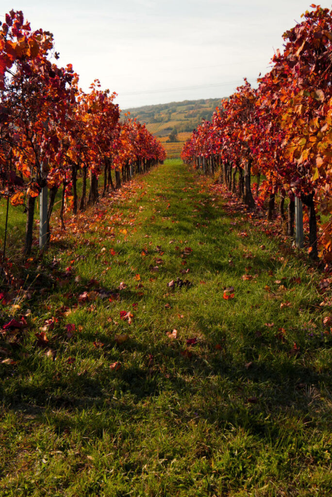 Weingärten am Bisamberg im Herbst