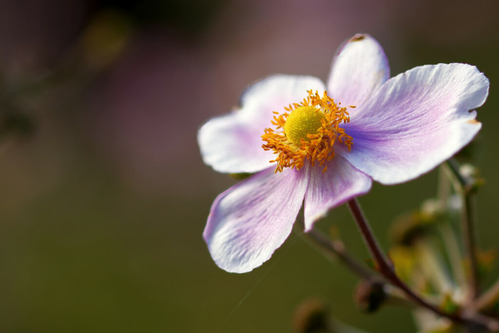 Blume im Donaupark