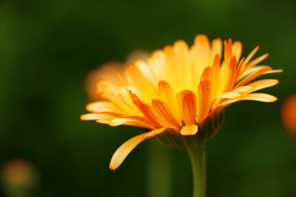 Blume in den Terrassengärten im Stift Zwettl