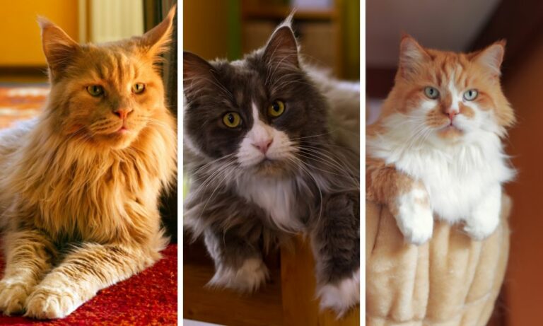 Chucky, Snoopy & Lenny