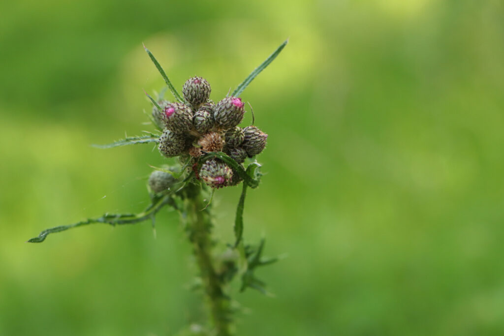 Distel