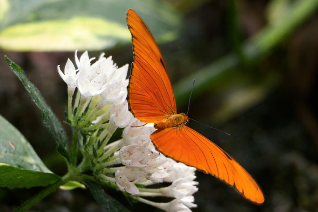Schmetterling Dryas iulia