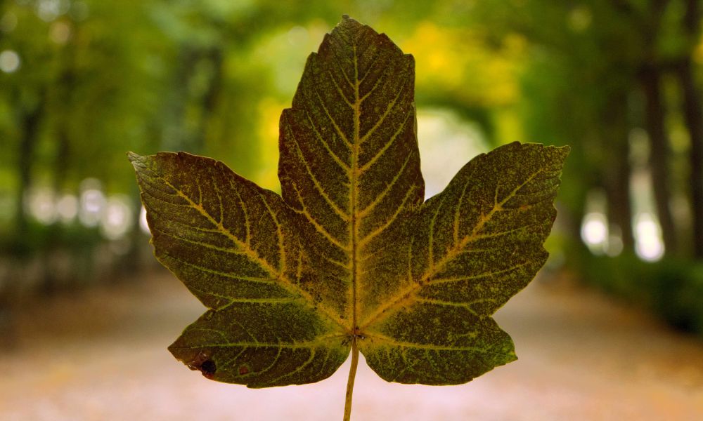 Fotospots Wien Schlosspark Schönbrunn im Herbst