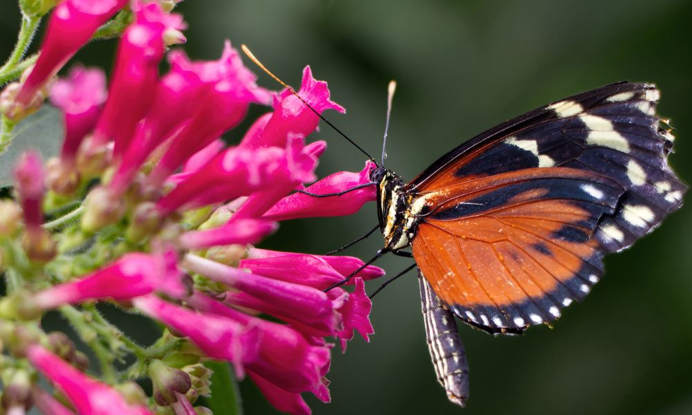 Fotospots Niederösterreich Schmetterlingwelt Tattendorf
