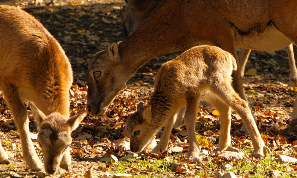Fotospots Niederösterreich Wildpark Ernstbrunn