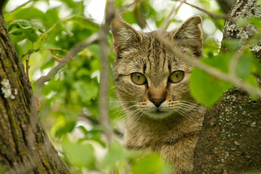 Katze Lauserl auf einem Baum