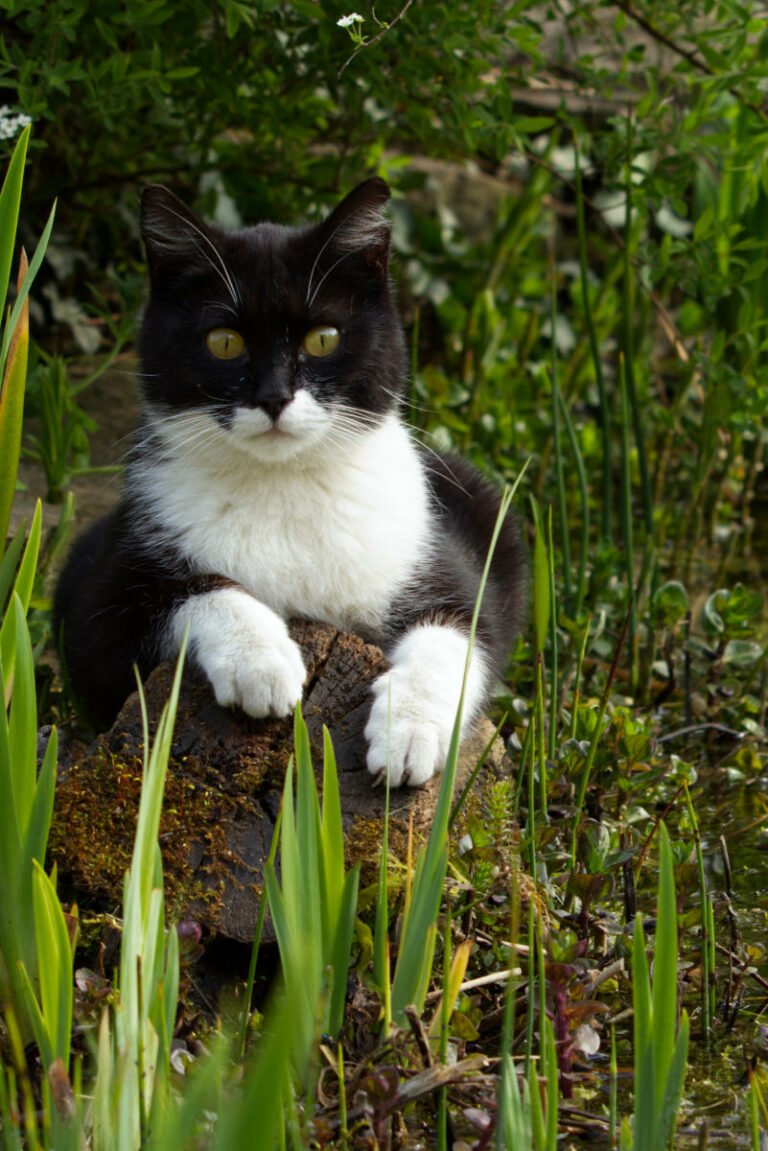 So kreierst du den perfekten Hintergrund für deine Katzenfotos