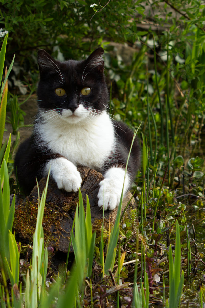 So kreierst du den perfekten Hintergrund für deine Katzenfotos