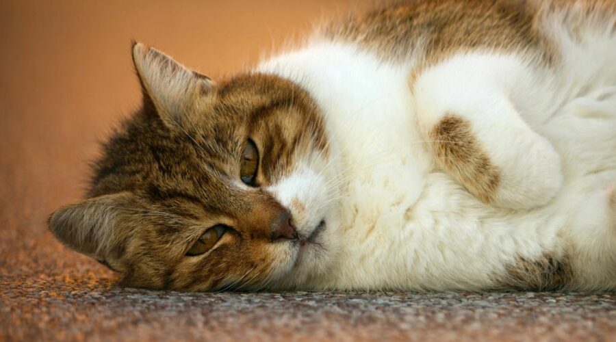 Katzen fotografieren Setting