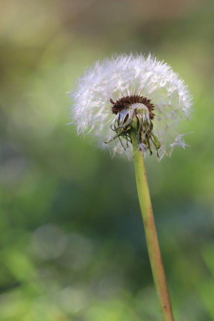 Pusteblume mit schönem Lichter-Bokeh