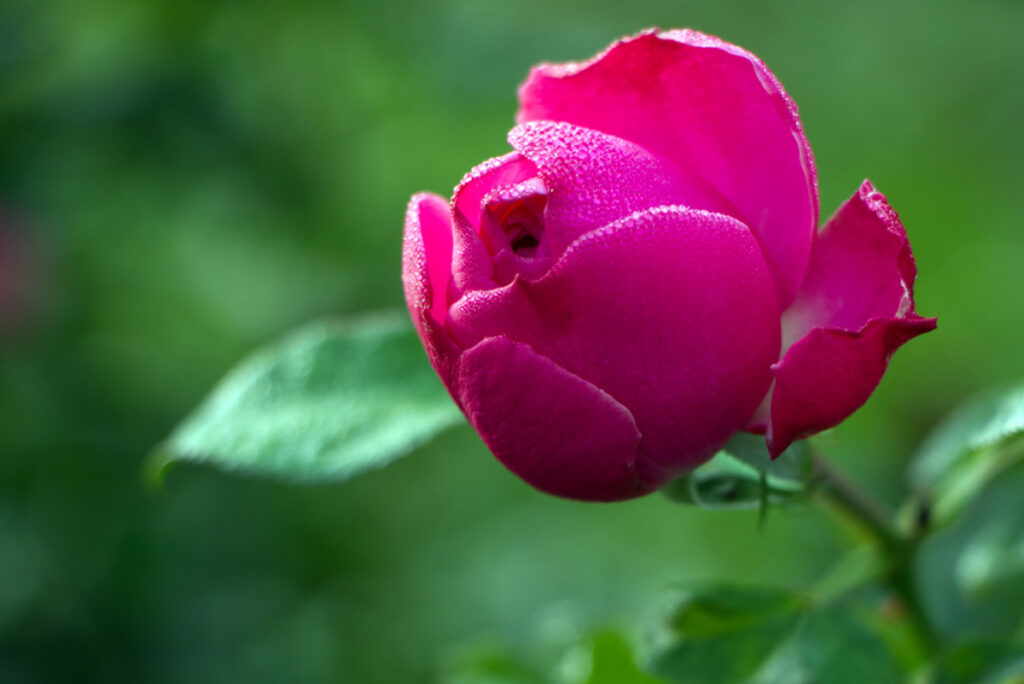 Rose im Donaupark
