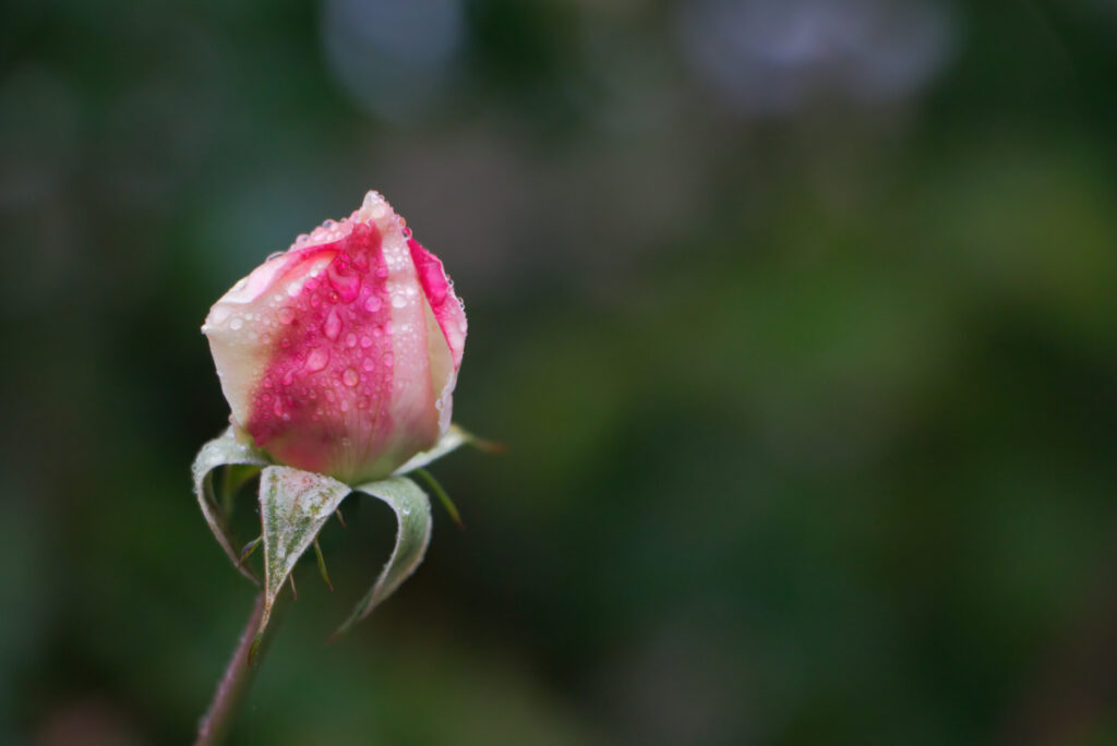 Rose im historischen Garten von Schloss Herberstein
