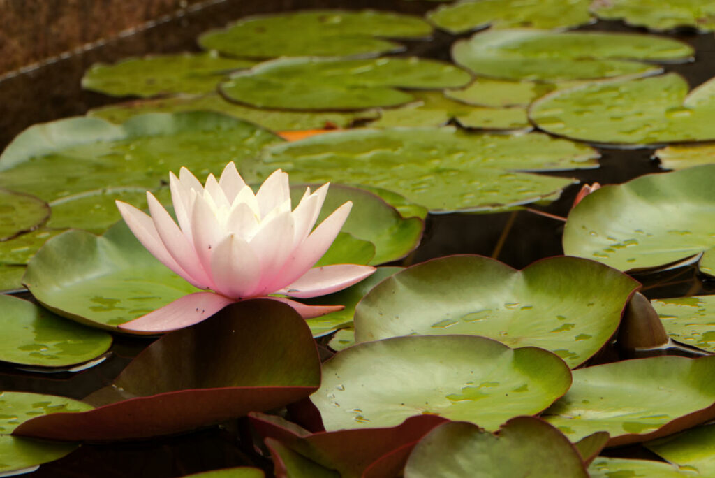 Seerose im Brunnen im Stift Zwettl