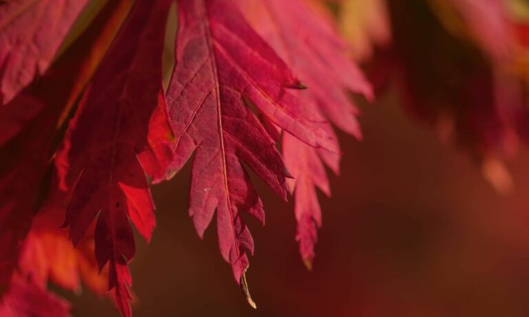 Setagayapark im Herbst