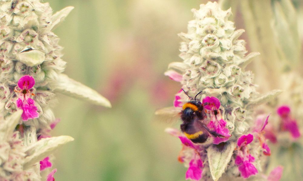 Fotospots Niederösterreich Terrassengärten im Stift Zwettl