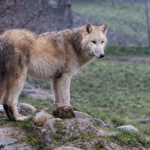 Wolf in der Tierwelt Herberstein