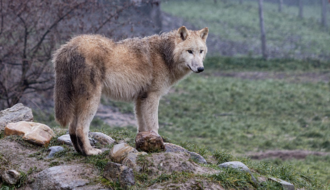 Wolf in der Tierwelt Herberstein