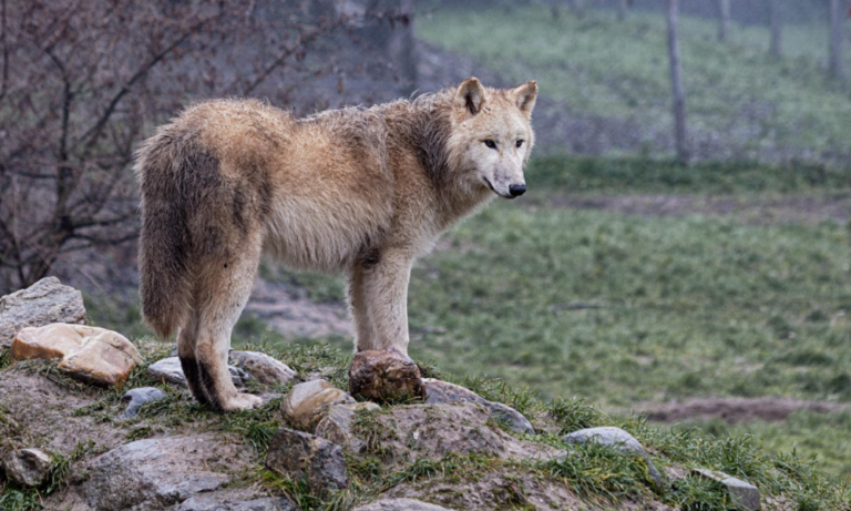 Wolf in der Tierwelt Herberstein