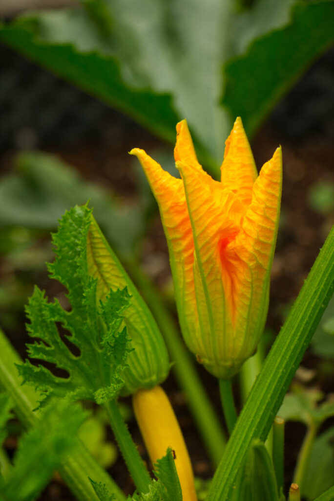 Zucchiniblüte in den Terrassengärten im Stift Zwettl