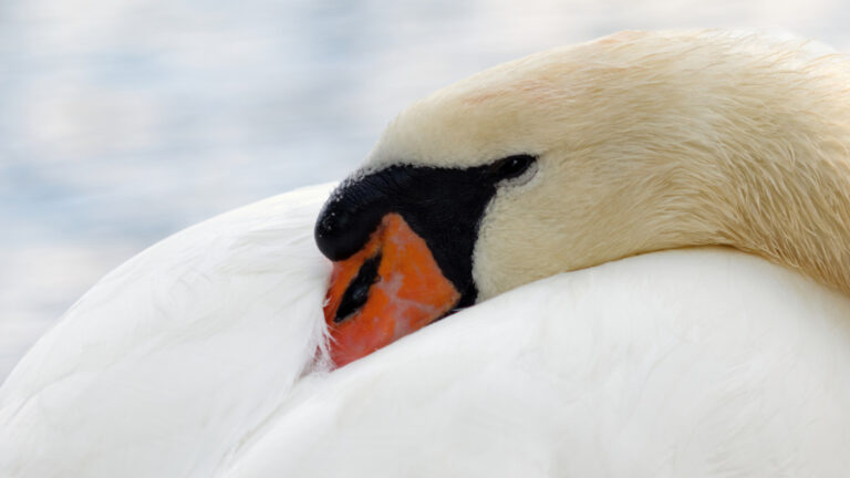 Schwan im Floridsdorfer Wasserpark