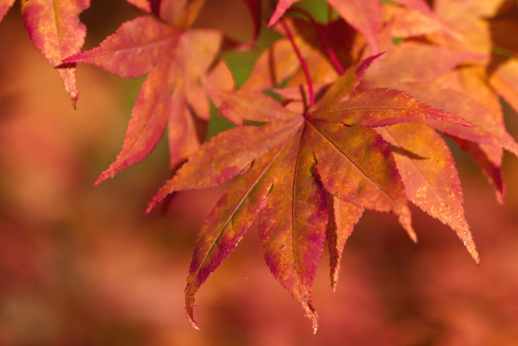 Herbstblätter mit schönem Bokeh