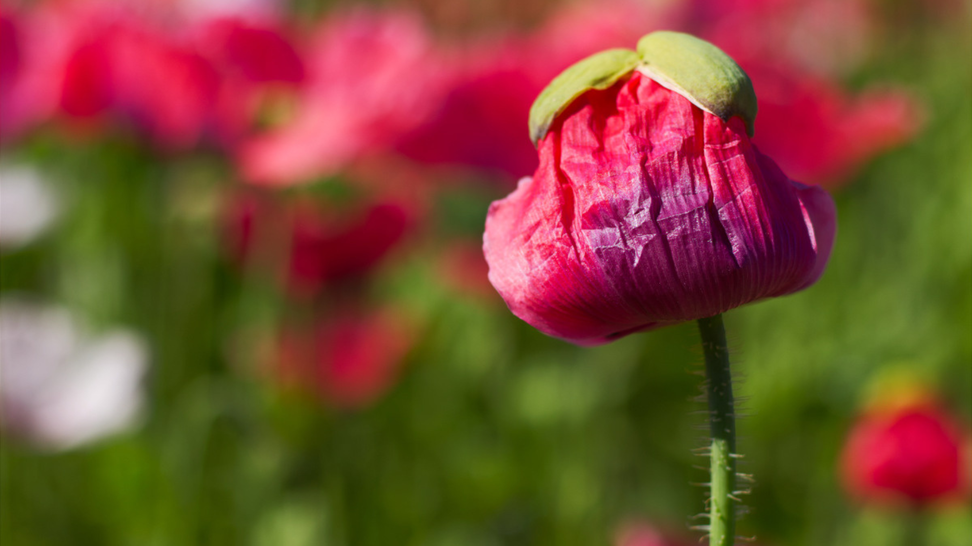 Mohnblüte im Mohndorf Armschlag
