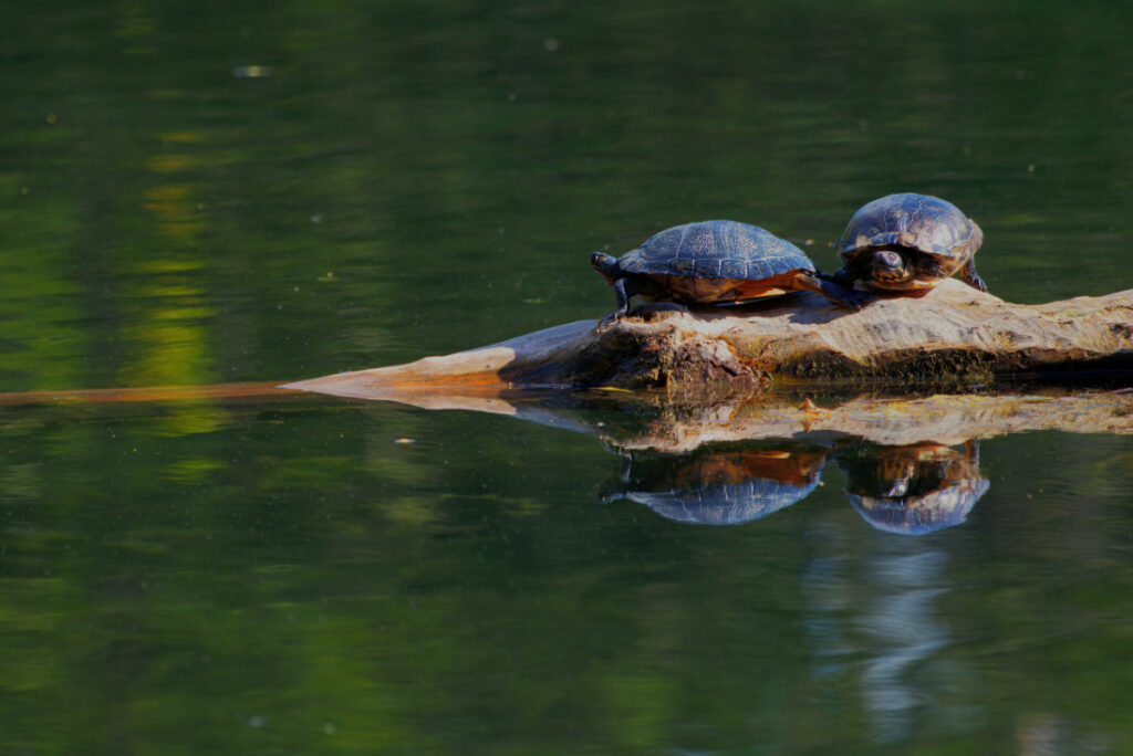 Europäische Sumpfschildkröten