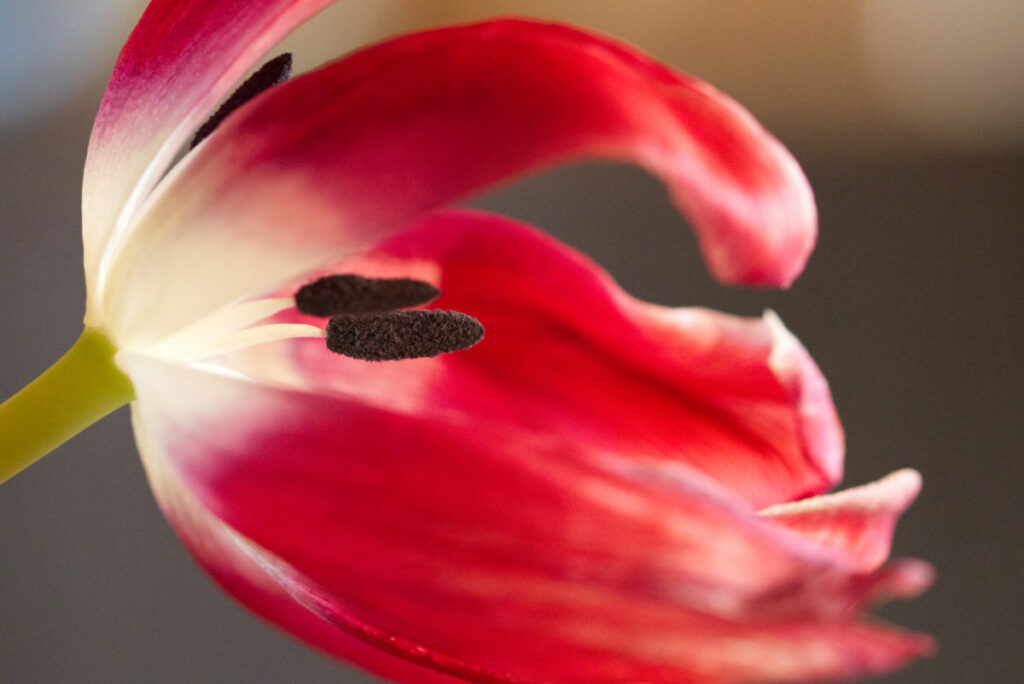 Magie Schwarz-Weiß-Fotografie Workshop - Tulpe in Farbe
