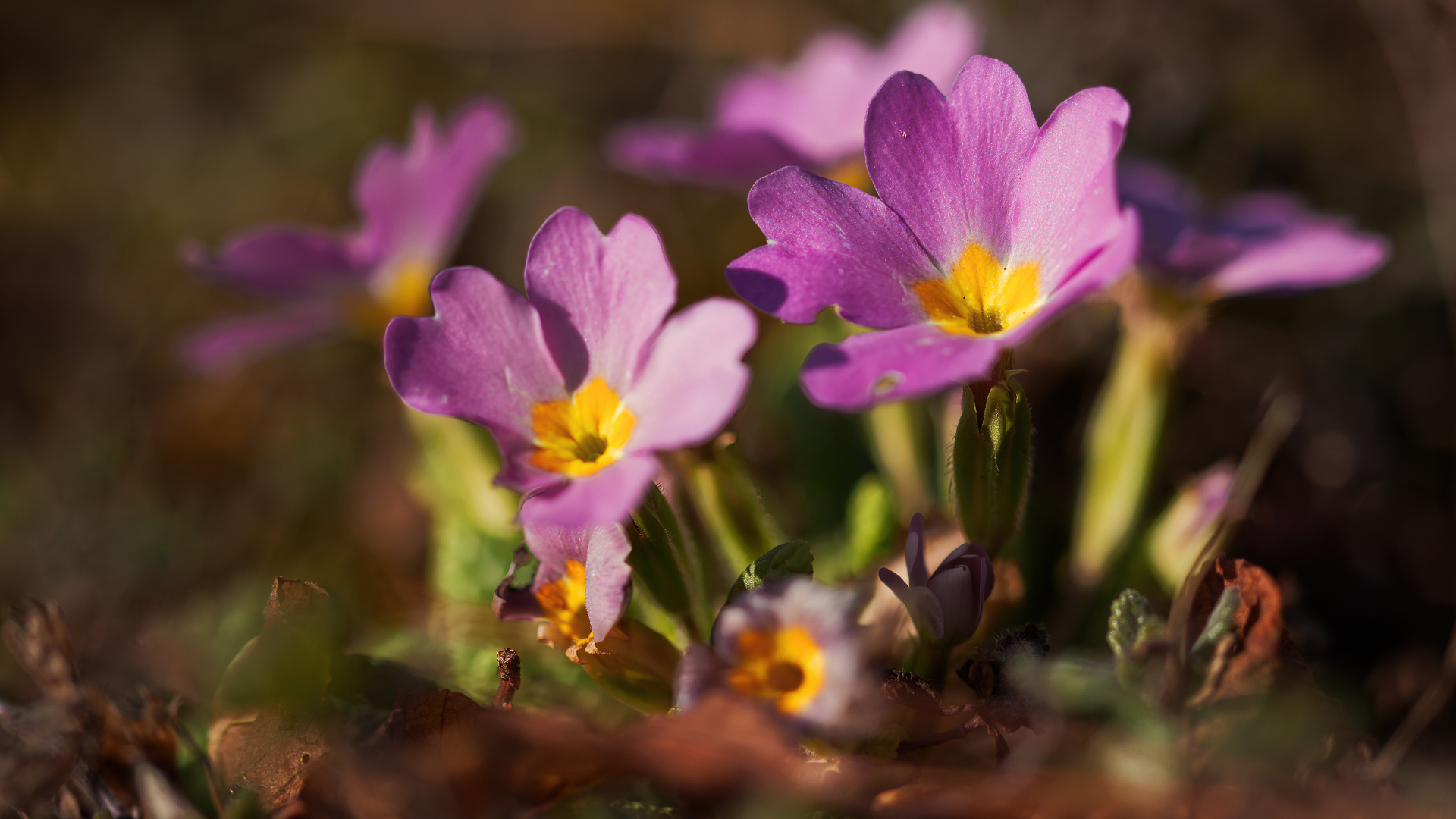 Frühling im Botanischen Garten der Universität Wien