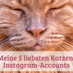 Meine 5 liebsten Katzen-Instagram-Accounts