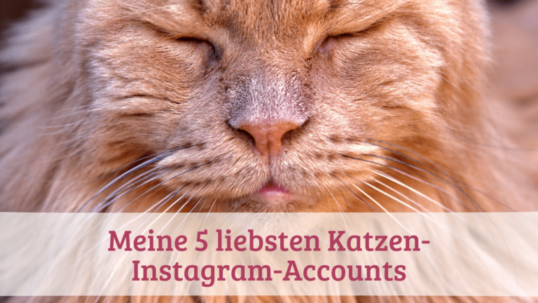 Meine 5 liebsten Katzen-Instagram-Accounts