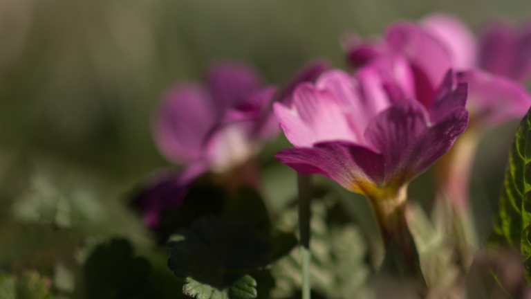 Monatsrückblick März 2023: Der Frühling ist da!