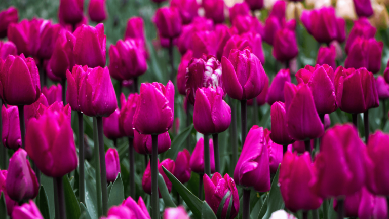 Meine Reise nach Holland im April 2023