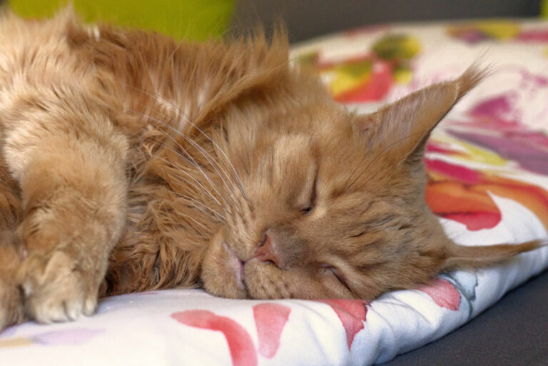 Deine Katze im perfekten Licht fotografieren: Natürliches Licht für ...