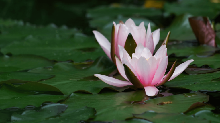 Monatsrückblick Juni 2023