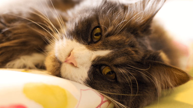 Deine Katze im perfekten Licht: Natürliches Licht für dein Indoor-Shooting