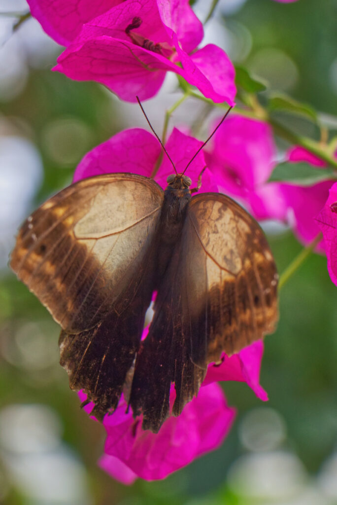 Schmetterling im Horticus Botanicus