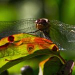 Monatsrückblick August 2023 - Libelle in der Lobau