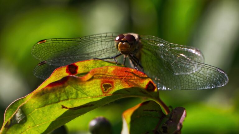 Monatsrückblick August 2023 - Libelle in der Lobau