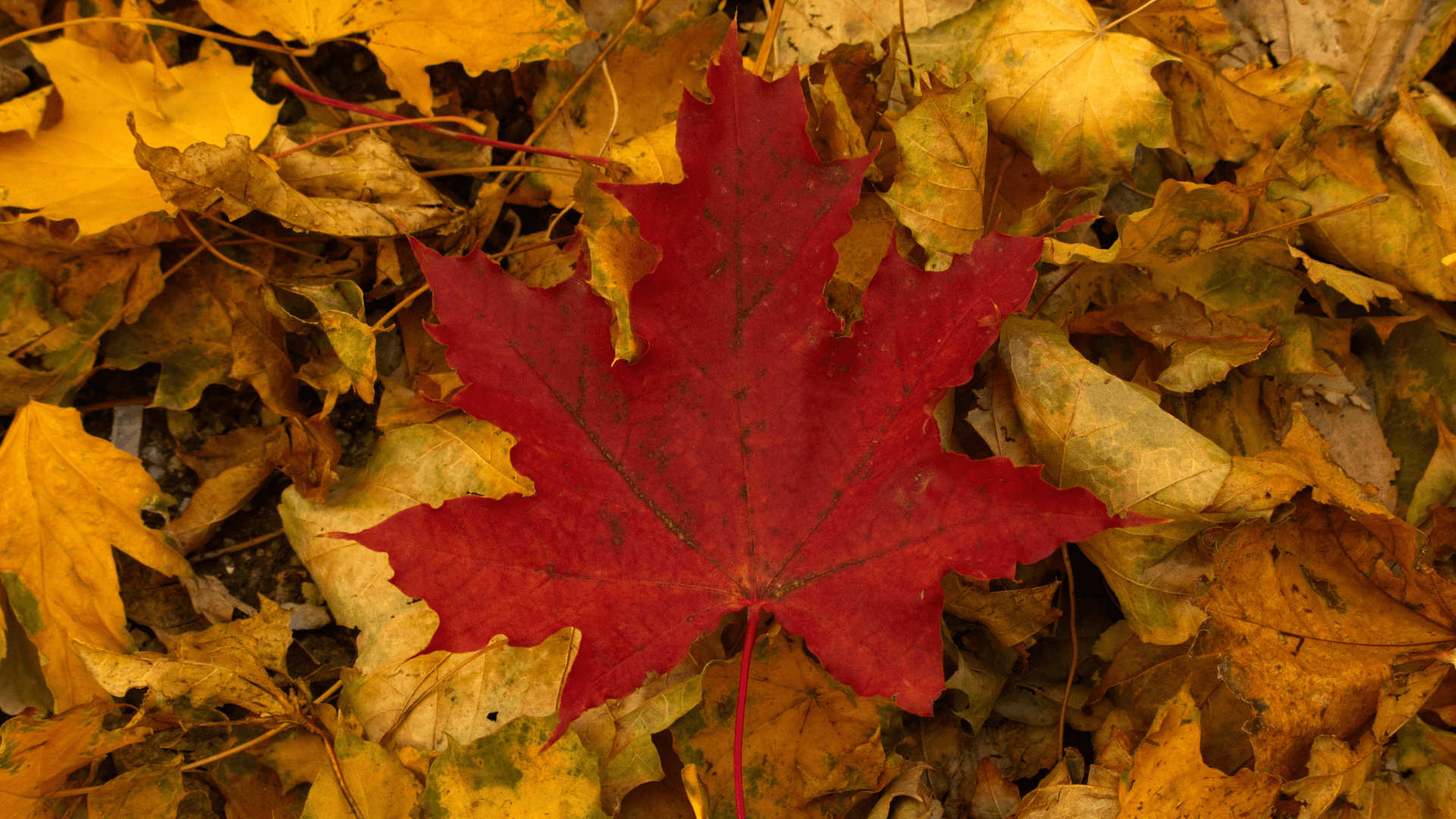 Meine Bucket List für den Herbst 2023