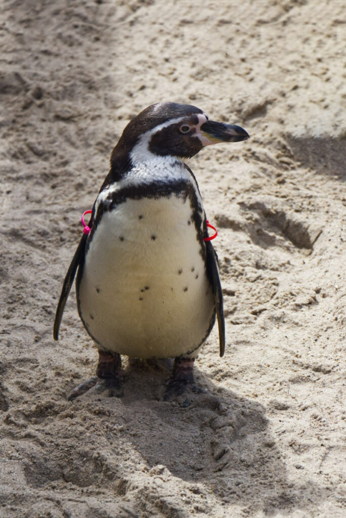 Pinguin im Sea Life Centre in Scheveningen