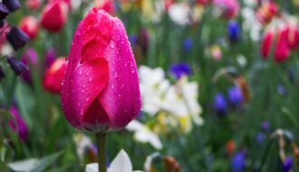 Keukenhof