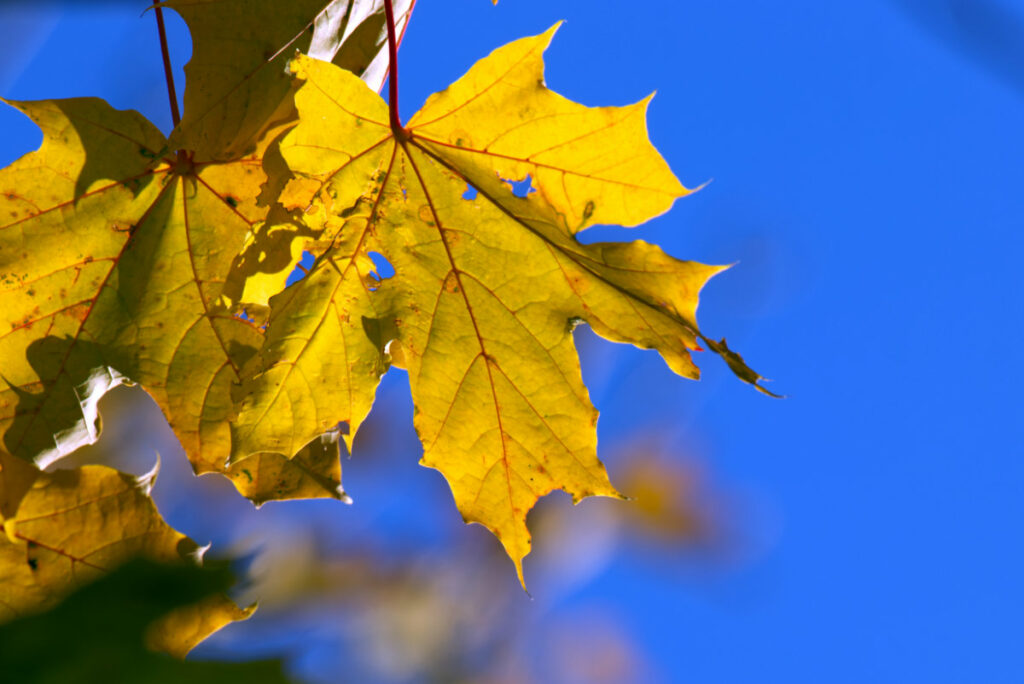 gelbe Blätter vor blauem Himmel