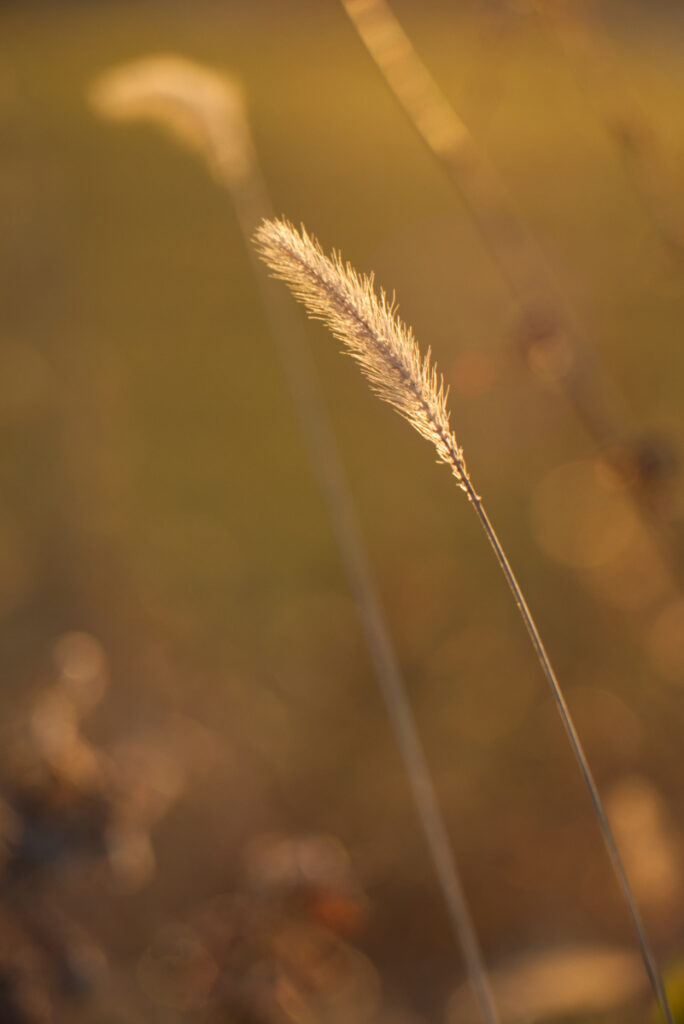 Getreide im Sonnenuntergang