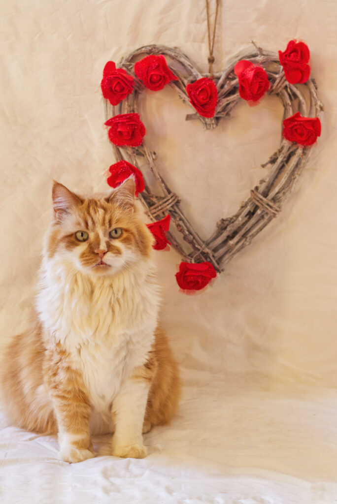 Lenny beim Valentinstags-Shooting