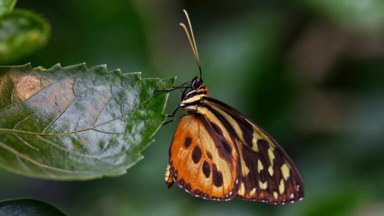 Schmetterlinghaus: Tropisches Paradies mitten in Wien