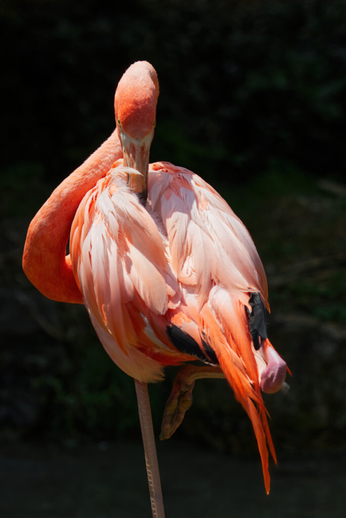 Flamingo im Parco Natura Viva