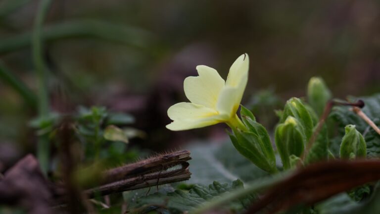 Monatsrückblick Februar 2024: Frühlingshaft
